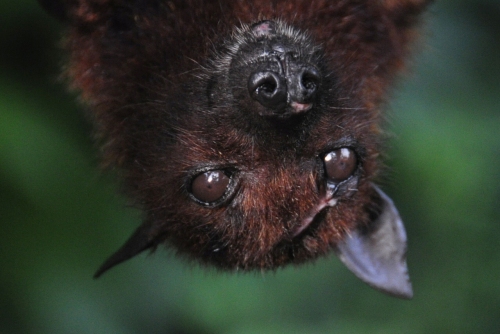 Another giant fruit bat